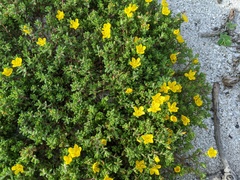 Portulaca psammotropha