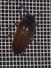 Cebrio gigas