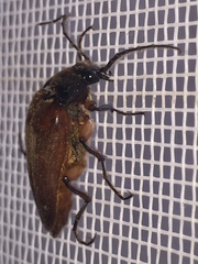 Cebrio gigas