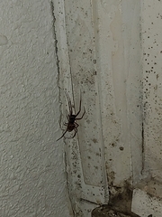 Arachnida