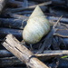 Marsh Periwinkle - Photo (c) Lisa Lundgren, some rights reserved (CC BY-NC), uploaded by Lisa Lundgren