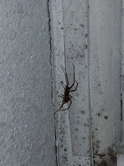 Arachnida