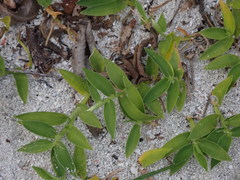 Thuarea involuta