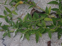 Thuarea involuta