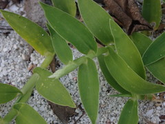 Thuarea involuta