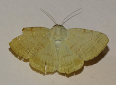 Hypopyra carneotincta
