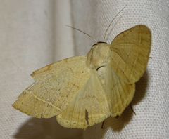 Hypopyra carneotincta