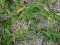 Thuarea involuta