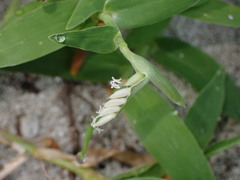 Thuarea involuta