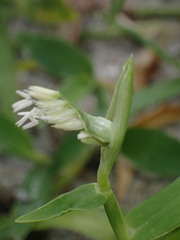 Thuarea involuta