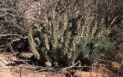 Quaqua mammillaris
