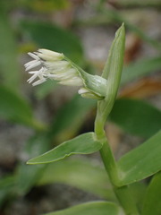 Thuarea involuta
