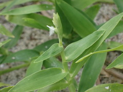 Thuarea involuta