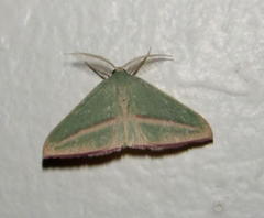 Chlorerythra rubriplaga