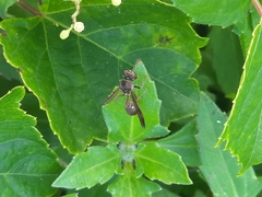 Ropalidia hongkongensis