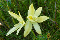 Orthochilus tabularis