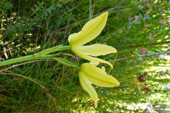 Orthochilus tabularis