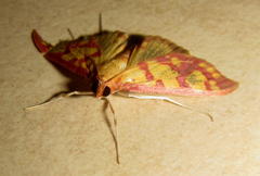 Stenochora lancinalis