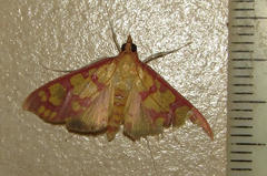Stenochora lancinalis