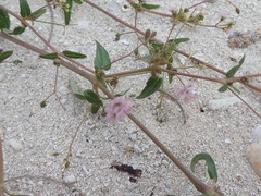 Boerhavia glabrata