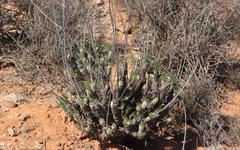 Tylecodon wallichii ecklonianus