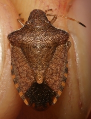 Peribalus strictus strictus