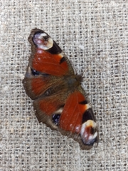 Aglais io
