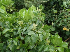 Allophylus timorensis