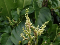 Allophylus timorensis