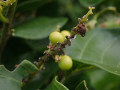 Allophylus timorensis