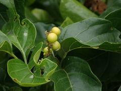 Allophylus timorensis