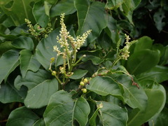 Allophylus timorensis