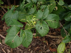 Allophylus timorensis