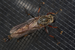 Dolopus simulans