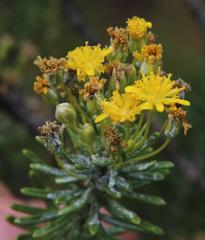 Euryops annae