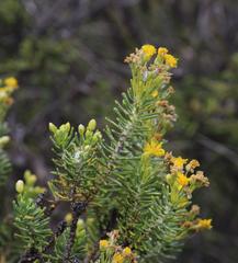 Euryops annae
