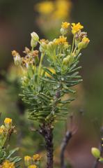 Euryops annae