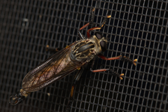 Dolopus simulans