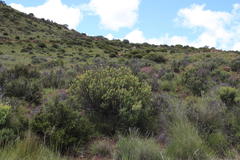 Euryops annae