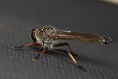 Dolopus simulans