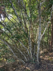 Lithocarpus konishii