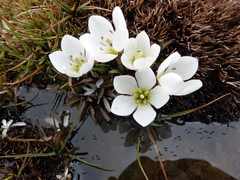 Gentianella amabilis