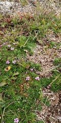 Silene acaulis exscapa