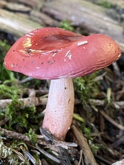 Russula peckii