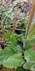 Crepis conyzifolia