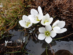 Gentianella amabilis