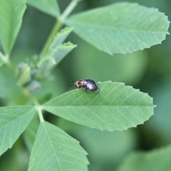 Steganopsis melanogaster