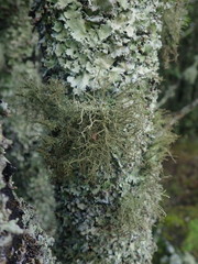 Usnea dasaea