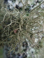 Usnea dasaea