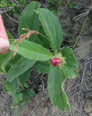 Hibiscus aethiopicus ovatus